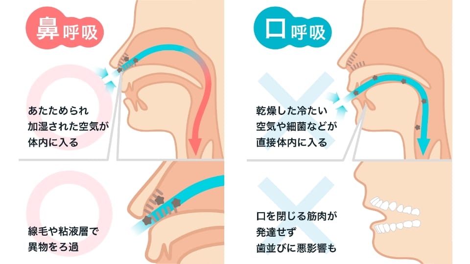 鼻呼吸と口呼吸の呼吸法についての図
