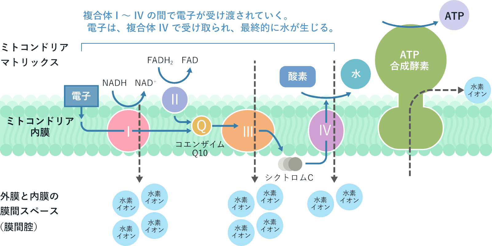 細胞呼吸の電子伝達系の流れを示した図